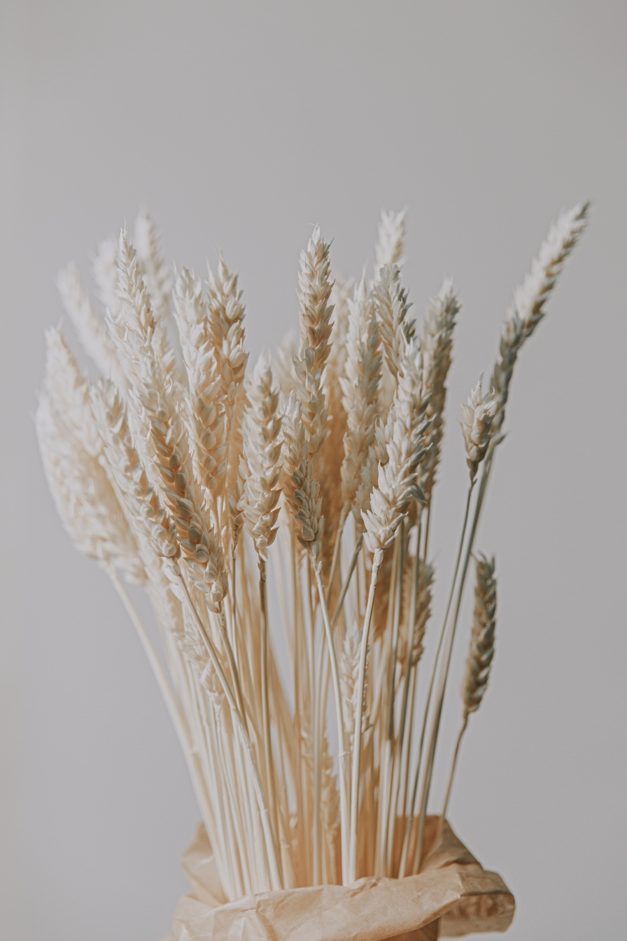 Dried Stalks on Light Background