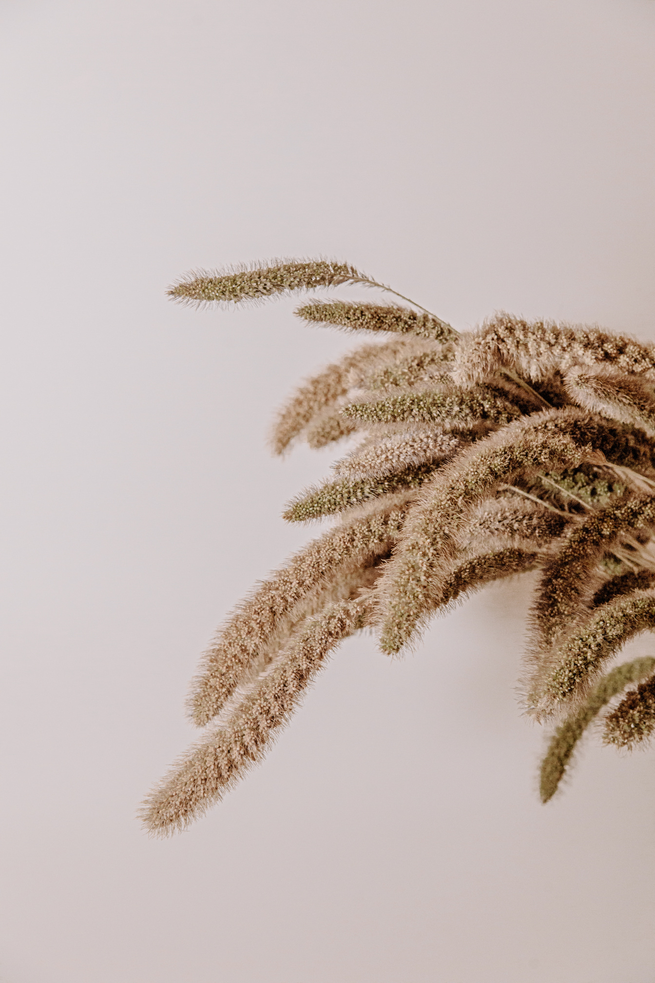 Dried Stalks on Light Background