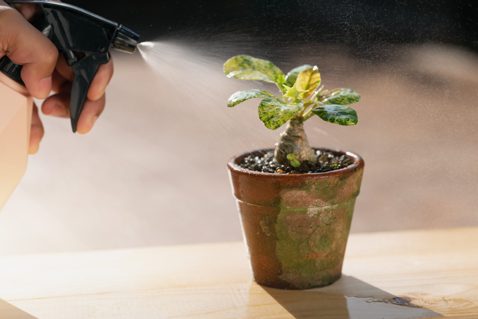 A people is spraying Liquid fertilizer for the foliar feedin